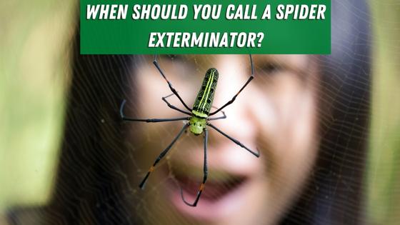 When should you call a spider exterminator