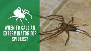 When to call an exterminator for spiders
