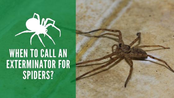 When to call an exterminator for spiders