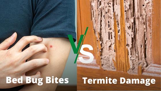 bed bug bites vs termite damage