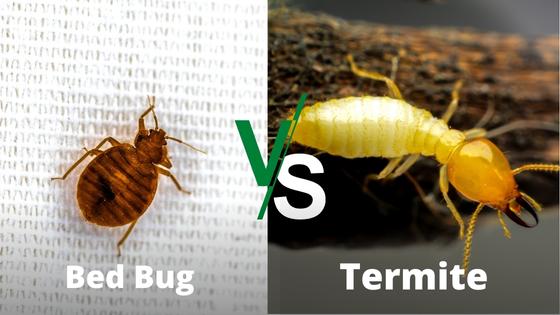 bed bug vs termite appearance