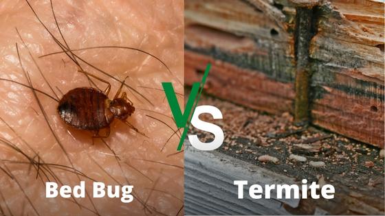 bed bug vs termite diet