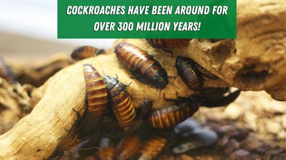 cockroach history