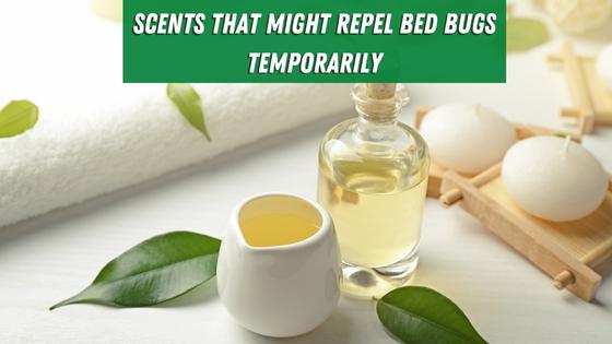 smells that repel bed bugs