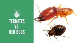termites vs bed bugs