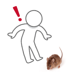 mouse spotted