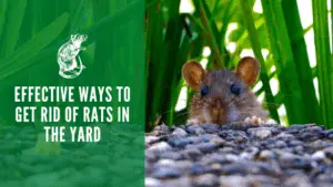 Effective Ways to Get Rid of Rats in the Yard