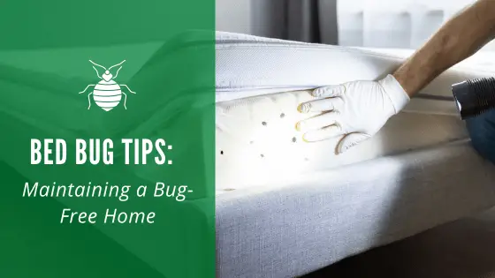 bed bug tips