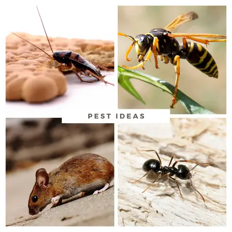 about pest ideas